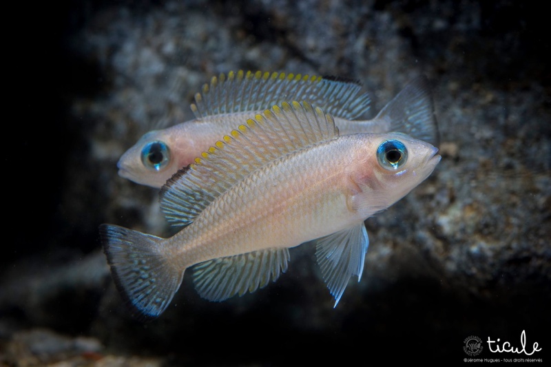 Neolamprologus leloupi